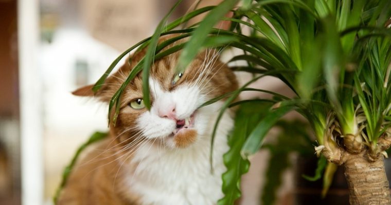 How to keep cats from eating plants and what you should take notice of