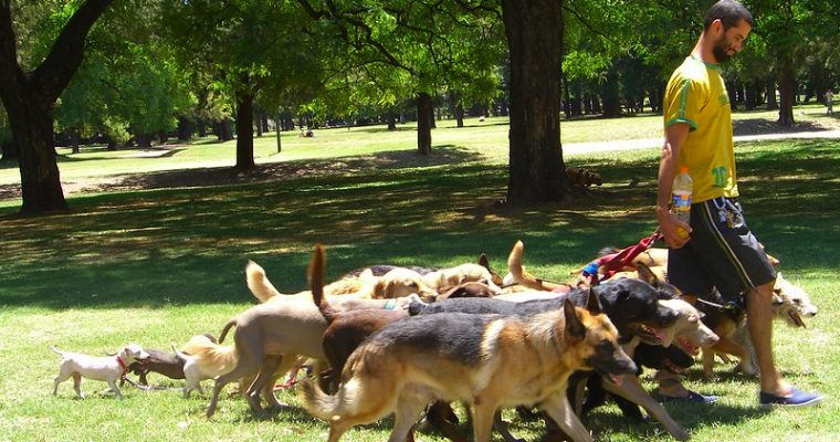 Gifts For Dog Walkers: Ideas For The Perfect Walking Gears