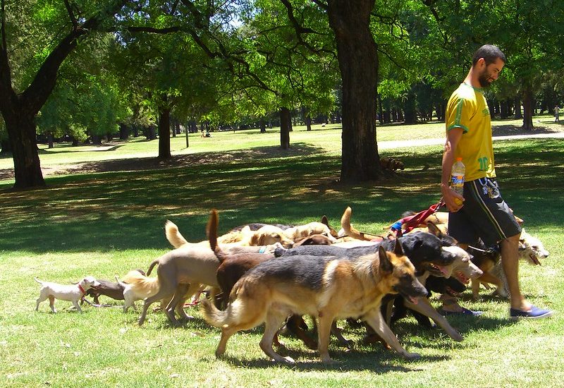 gifts for dog walkers
