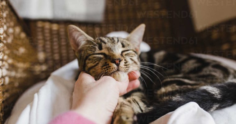 My Cat Doesn’t Purr, Is This Normal?
