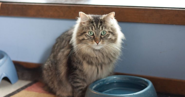 Why do cats paw at water instead of drinking it directly?