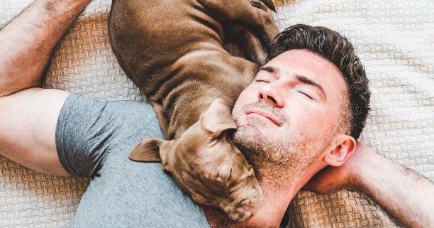 Why Does My Dog Rub His Face On Me?