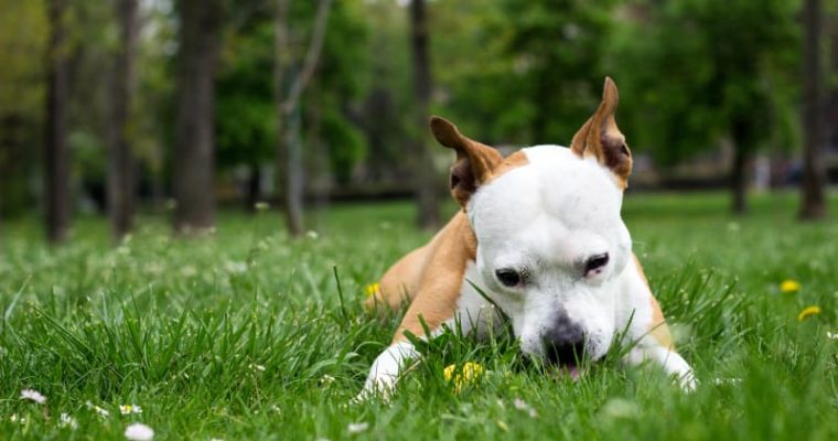 Why Do Dogs Eat Plants? Animal Behavior Explained