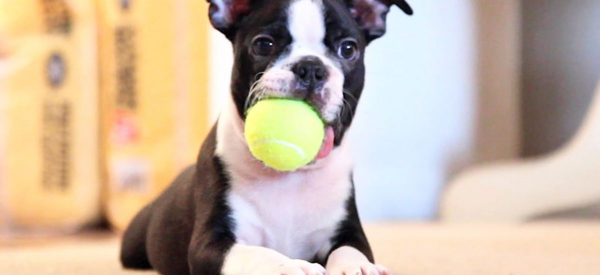 exercise dogs at home