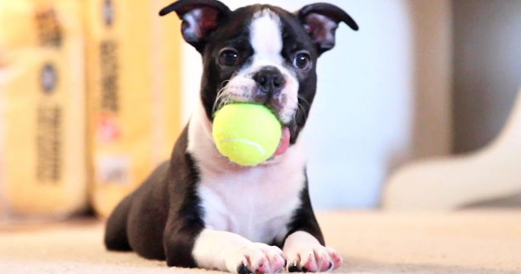 EXERCISE DOGS AT HOME – MUST-KNOWN TIPS & RECOMMENDATIONS