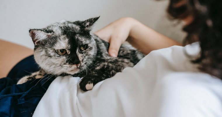 How Cats Show They Love You