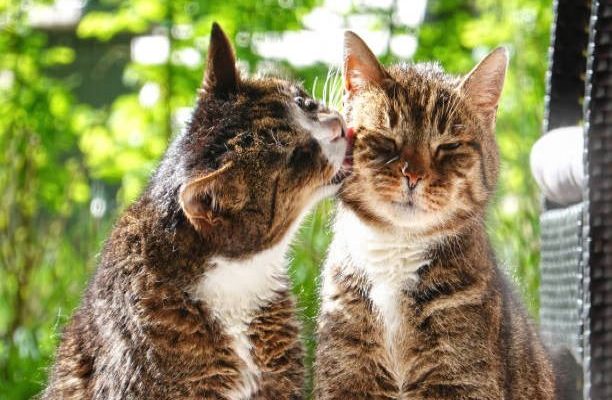 Why Do Cats Lick Each Other? Is It A Normal Behavior?